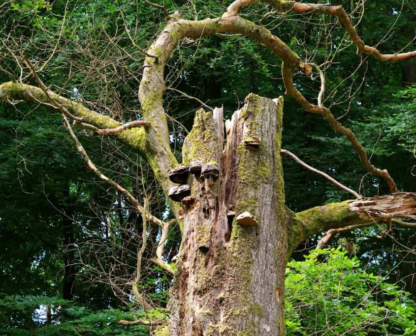 a tree that has been cut down in the forest